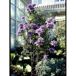 Klematis 'Multi Blue' Clematis Hybrid 'Multi Blue' Potte 2,0 Liter,- Opbundet -Siriu Planter Butik fi5751 clematis multi blue 37a0