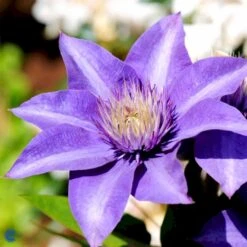 Klematis 'Multi Blue' Clematis Hybrid 'Multi Blue' Potte 2,0 Liter,- Opbundet -Siriu Planter Butik fi5751 clematis multi blue 90d0