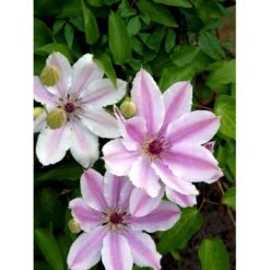Klematis 'Nelly Moser' Clematis Hybrid 'Nelly Moser' Potte 2,0 Liter,- Opbundet 60-100 Cm -Siriu Planter Butik fi5753 clematis nelly moser 3d6d