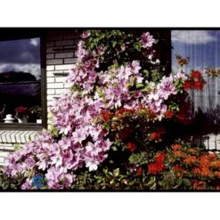 Klematis 'Nelly Moser' Clematis Hybrid 'Nelly Moser' Potte 2,0 Liter,- Opbundet 60-100 Cm -Siriu Planter Butik fi5753 clematis nelly moser de28