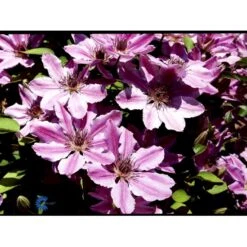 Klematis 'Nelly Moser' Clematis Hybrid 'Nelly Moser' Potte 2,0 Liter,- Opbundet 60-100 Cm -Siriu Planter Butik fi5753 clematis nelly moser f2bd