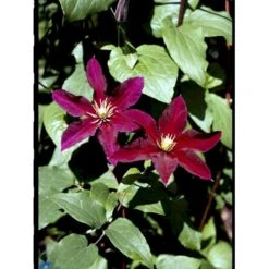 Klematis 'Niobe' Clematis Hybrid 'Niobe' Potte 2,0 Liter,- Opbundet 15 Klematis 'Niobe' Clematis Hybrid 'Niobe' Potte 2,0 Liter,- Opbundet -Siriu Planter Butik fi5754 clematis niobe b4aa