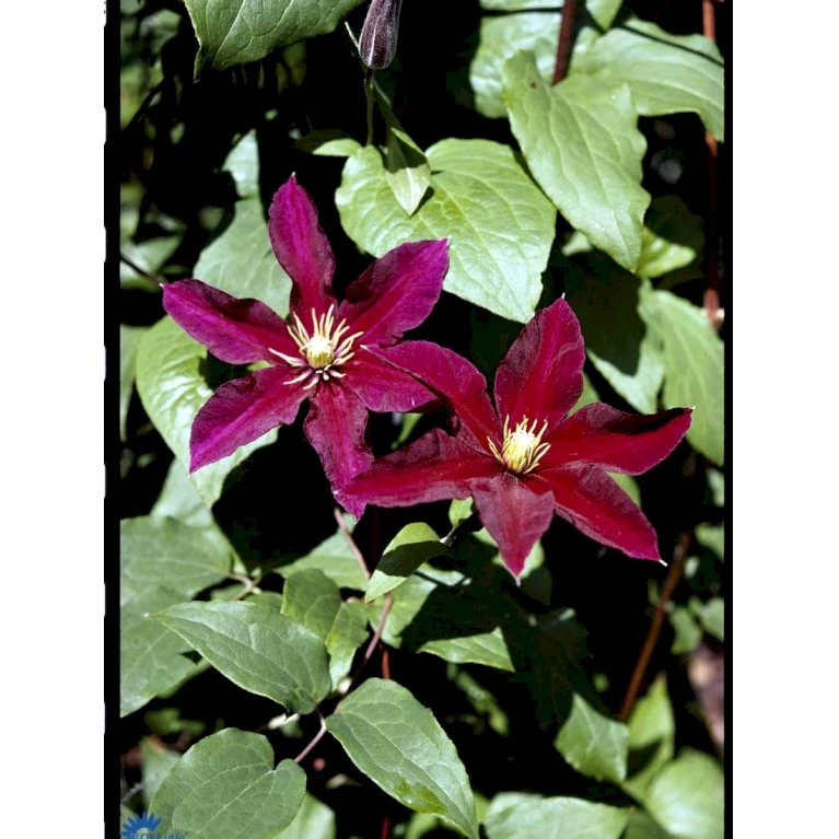 Klematis 'Niobe' Clematis Hybrid 'Niobe' Potte 2,0 Liter,- Opbundet 9 Klematis 'Niobe' Clematis Hybrid 'Niobe' Potte 2,0 Liter,- Opbundet - Billede 7