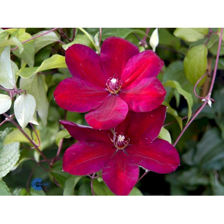 Klematis 'Niobe' Clematis Hybrid 'Niobe' Potte 2,0 Liter,- Opbundet 8 Klematis 'Niobe' Clematis Hybrid 'Niobe' Potte 2,0 Liter,- Opbundet - Billede 6