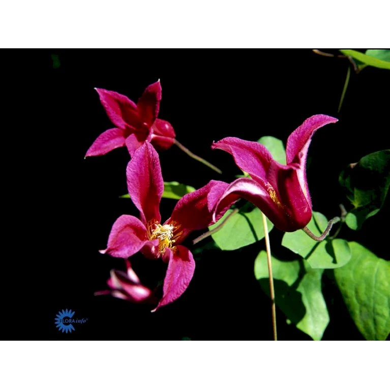 Texas-Skovranke 'Princess Diana' Clematis Texensis 'Princess Diana' Potte 2,0 Liter,- Opbundet 5 Texas-Skovranke 'Princess Diana' Clematis Texensis 'Princess Diana' Potte 2,0 Liter,- Opbundet - Billede 3