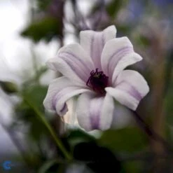 Texas-Skovranke 'Princess Kate'® Clematis Texensis 'Princess Kate'® Potte 2,0 Liter,- Opbundet 60-100 Cm -Siriu Planter Butik fi5774 clematis princess kate r e84b