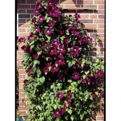 Klematis 'Rouge Cardinal' Clematis Hybrid 'Rouge Cardinal' Potte 2,0 Liter,- Opbundet 60-100 Cm -Siriu Planter Butik fi5783 clematis rouge cardinal 05f6