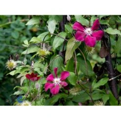 Klematis 'Rouge Cardinal' Clematis Hybrid 'Rouge Cardinal' Potte 2,0 Liter,- Opbundet 60-100 Cm -Siriu Planter Butik fi5783 clematis rouge cardinal 6ae4