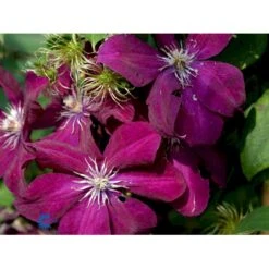 Klematis 'Rouge Cardinal' Clematis Hybrid 'Rouge Cardinal' Potte 2,0 Liter,- Opbundet 60-100 Cm -Siriu Planter Butik fi5783 clematis rouge cardinal 9024