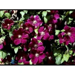 Klematis 'Rouge Cardinal' Clematis Hybrid 'Rouge Cardinal' Potte 2,0 Liter,- Opbundet 60-100 Cm -Siriu Planter Butik fi5783 clematis rouge cardinal bb32