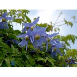 Alpe-Skovranke Clematis Alpina Potte 2,0 Liter,- Opbundet -Siriu Planter Butik fi5816 clematis alpina 2af7