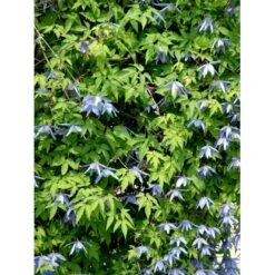 Alpe-Skovranke Clematis Alpina Potte 2,0 Liter,- Opbundet -Siriu Planter Butik fi5816 clematis alpina 390d