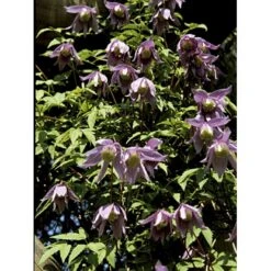 Alpe-Skovranke Clematis Alpina Potte 2,0 Liter,- Opbundet -Siriu Planter Butik fi5816 clematis alpina 9a65
