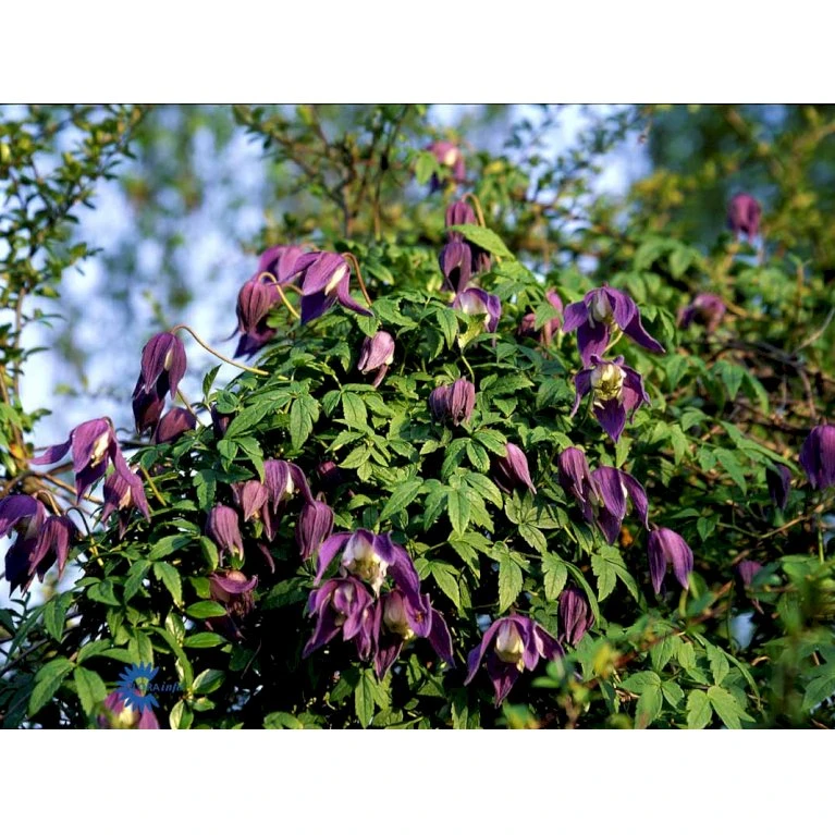 Alpe-Skovranke 'Frances Rivis' Clematis Alpina 'Frances Rivis' Potte 2,0 Liter,- Opbundet 4 Alpe-Skovranke 'Frances Rivis' Clematis Alpina 'Frances Rivis' Potte 2,0 Liter,- Opbundet - Billede 2