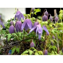 Alpe-Skovranke 'Frances Rivis' Clematis Alpina 'Frances Rivis' Potte 2,0 Liter,- Opbundet 7 Alpe-Skovranke 'Frances Rivis' Clematis Alpina 'Frances Rivis' Potte 2,0 Liter,- Opbundet -Siriu Planter Butik fi5818 clematis alpina frances rivis a659