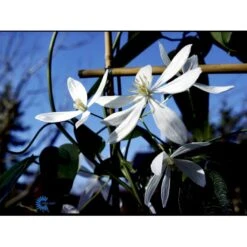 Stedsegrøn Klematis 'Snowdrift' Clematis Armandii 'Snowdrift' Potte 2,0 Liter,- Opbundet 60-100 Cm -Siriu Planter Butik fi5829 clematis armandii snowdrift 7945
