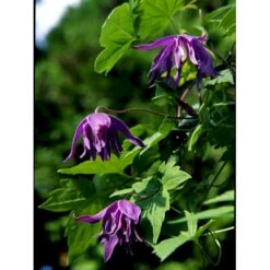 Småblomstrende Klematis Clematis Macropetala Potte 2,0 Liter,- Opbundet 60-100 Cm -Siriu Planter Butik fi5852 clematis macropetala 7d20