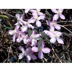 Bjerg-Skovranke 'Fragant Spring' Clematis Montana 'Fragant Spring' Potte 2,0 Liter,- Opbundet -Siriu Planter Butik fi5860 clematis montana fragrant spring dedd