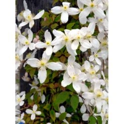 Bjerg-Skovranke 'Grandiflora' Clematis Montana 'Grandiflora' Potte 2,0 Liter,- Opbundet -Siriu Planter Butik fi5862 clematis montana grandiflora 8fe3