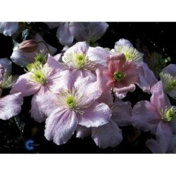 Bjerg-Skovranke 'Mayleen' Clematis Montana 'Mayleen' Potte 2,0 Liter,- Opbundet -Siriu Planter Butik fi5864 clematis montana mayleen 4a79