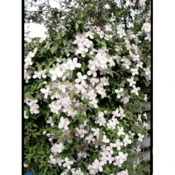 Bjerg-Skovranke 'Rubens' Clematis Montana 'Rubens' Potte 5,0 Liter,- Opbundet 100-150 Cm. -Siriu Planter Butik fi5870 clematis montana var rubens 40f7