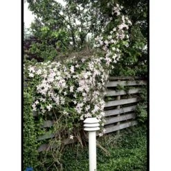 Bjerg-Skovranke 'Rubens' Clematis Montana 'Rubens' Potte 5,0 Liter,- Opbundet 100-150 Cm. -Siriu Planter Butik fi5870 clematis montana var rubens 51db