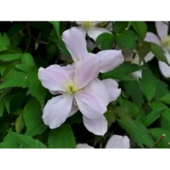 Bjerg-Skovranke 'Rubens' Clematis Montana 'Rubens' Potte 5,0 Liter,- Opbundet 100-150 Cm. -Siriu Planter Butik fi5870 clematis montana var rubens ed6e
