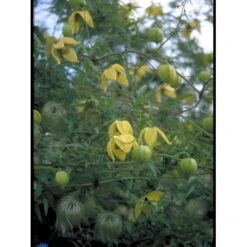 Guld-Skovranke Clematis Tangutica Potte 2,0 Liter,- Opbundet 13 Guld-Skovranke Clematis Tangutica Potte 2,0 Liter,- Opbundet -Siriu Planter Butik fi5872 clematis tangutica 0025