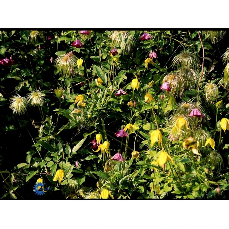 Guld-Skovranke Clematis Tangutica Potte 2,0 Liter,- Opbundet 7 Guld-Skovranke Clematis Tangutica Potte 2,0 Liter,- Opbundet - Billede 5