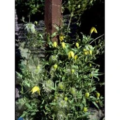 Guld-Skovranke Clematis Tangutica Potte 2,0 Liter,- Opbundet 11 Guld-Skovranke Clematis Tangutica Potte 2,0 Liter,- Opbundet -Siriu Planter Butik fi5872 clematis tangutica e9b7