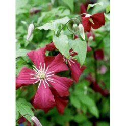 Italiensk Skovranke 'Madame Julia Correvon' Clematis Viticella 'Madame Julia Correvon' Potte 2,0 Liter,- Opbundet -Siriu Planter Butik fi5881 clematis viticella mme julia correvon 18bb