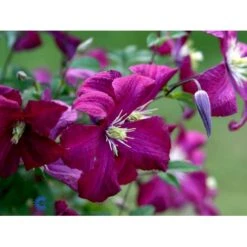Italiensk Skovranke 'Madame Julia Correvon' Clematis Viticella 'Madame Julia Correvon' Potte 2,0 Liter,- Opbundet -Siriu Planter Butik fi5881 clematis viticella mme julia correvon b7d7