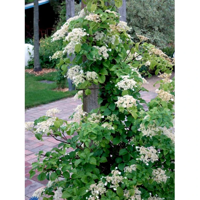 Klatrehortensia Hydrangea Anomala Ssp. Petiolaris Potte 7,5 Liter,- Opbundet 100-150 Cm. 13 Klatrehortensia Hydrangea Anomala Ssp. Petiolaris Potte 7,5 Liter,- Opbundet 100-150 Cm. - Billede 11