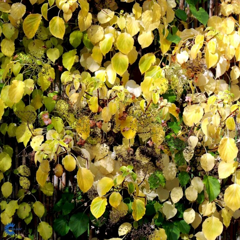 Klatrehortensia Hydrangea Anomala Ssp. Petiolaris Potte 7,5 Liter,- Opbundet 100-150 Cm. 12 Klatrehortensia Hydrangea Anomala Ssp. Petiolaris Potte 7,5 Liter,- Opbundet 100-150 Cm. - Billede 10