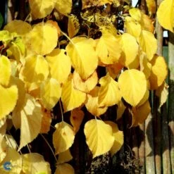 Klatrehortensia Hydrangea Anomala Ssp. Petiolaris Potte 7,5 Liter,- Opbundet 100-150 Cm. 21 Klatrehortensia Hydrangea Anomala Ssp. Petiolaris Potte 7,5 Liter,- Opbundet 100-150 Cm. -Siriu Planter Butik fi5937 hydrangea anomala subsp petiolaris 8900