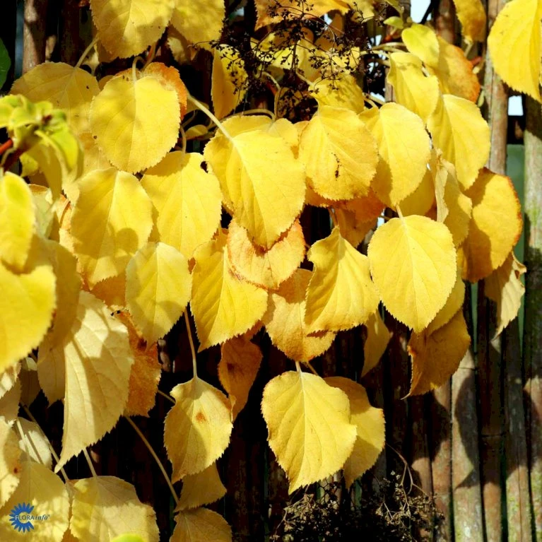 Klatrehortensia Hydrangea Anomala Ssp. Petiolaris Potte 7,5 Liter,- Opbundet 100-150 Cm. 11 Klatrehortensia Hydrangea Anomala Ssp. Petiolaris Potte 7,5 Liter,- Opbundet 100-150 Cm. - Billede 9