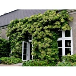 Klatrehortensia Hydrangea Anomala Ssp. Petiolaris Potte 7,5 Liter,- Opbundet 100-150 Cm. 20 Klatrehortensia Hydrangea Anomala Ssp. Petiolaris Potte 7,5 Liter,- Opbundet 100-150 Cm. -Siriu Planter Butik fi5937 hydrangea anomala subsp petiolaris ad5a