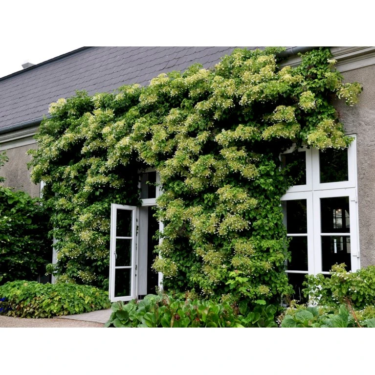 Klatrehortensia Hydrangea Anomala Ssp. Petiolaris Potte 7,5 Liter,- Opbundet 100-150 Cm. 10 Klatrehortensia Hydrangea Anomala Ssp. Petiolaris Potte 7,5 Liter,- Opbundet 100-150 Cm. - Billede 8