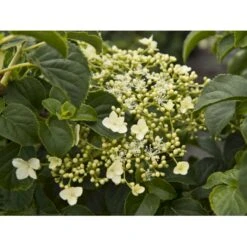 Klatrehortensia Hydrangea Anomala Ssp. Petiolaris Potte 7,5 Liter,- Opbundet 100-150 Cm. 19 Klatrehortensia Hydrangea Anomala Ssp. Petiolaris Potte 7,5 Liter,- Opbundet 100-150 Cm. -Siriu Planter Butik fi5937 hydrangea anomala subsp petiolaris eca8