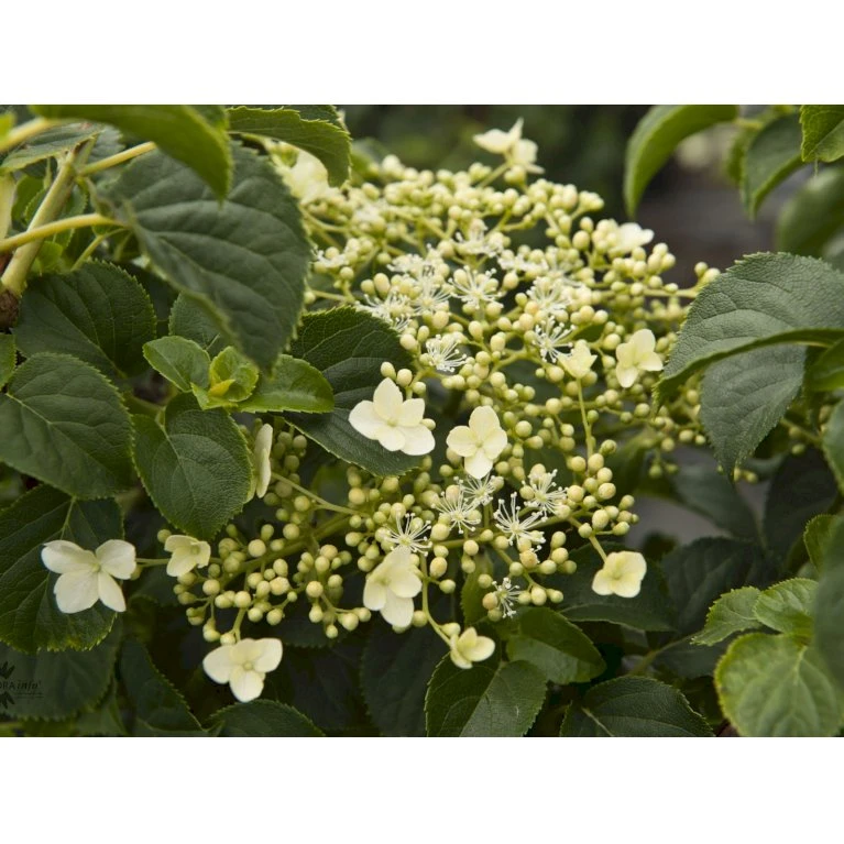 Klatrehortensia Hydrangea Anomala Ssp. Petiolaris Potte 7,5 Liter,- Opbundet 100-150 Cm. 9 Klatrehortensia Hydrangea Anomala Ssp. Petiolaris Potte 7,5 Liter,- Opbundet 100-150 Cm. - Billede 7