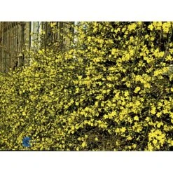Vinterjasmin Jasminum Nudiflorum Potte 5,0 Liter,- Opbundet 100-150 Cm. 13 Vinterjasmin Jasminum Nudiflorum Potte 5,0 Liter,- Opbundet 100-150 Cm. -Siriu Planter Butik fi5938 jasminum nudiflorum 8022