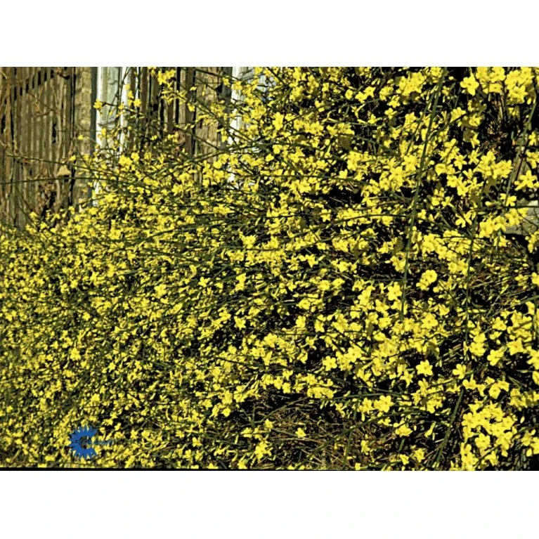 Vinterjasmin Jasminum Nudiflorum Potte 5,0 Liter,- Opbundet 100-150 Cm. 8 Vinterjasmin Jasminum Nudiflorum Potte 5,0 Liter,- Opbundet 100-150 Cm. - Billede 6