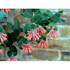 Kaprifolie 'Dropmore Scarlet' Lonicera Brownii 'Dropmore Scarlet' Potte 5,0 Liter,- Opbundet 100-150 Cm. -Siriu Planter Butik fi5941 lonicera brownii dropmore scarlet 0178