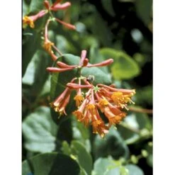 Kaprifolie 'Dropmore Scarlet' Lonicera Brownii 'Dropmore Scarlet' Potte 5,0 Liter,- Opbundet 100-150 Cm. -Siriu Planter Butik fi5941 lonicera brownii dropmore scarlet 2fbd