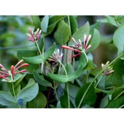 Kaprifolie 'Dropmore Scarlet' Lonicera Brownii 'Dropmore Scarlet' Potte 5,0 Liter,- Opbundet 100-150 Cm. -Siriu Planter Butik fi5941 lonicera brownii dropmore scarlet b6f7