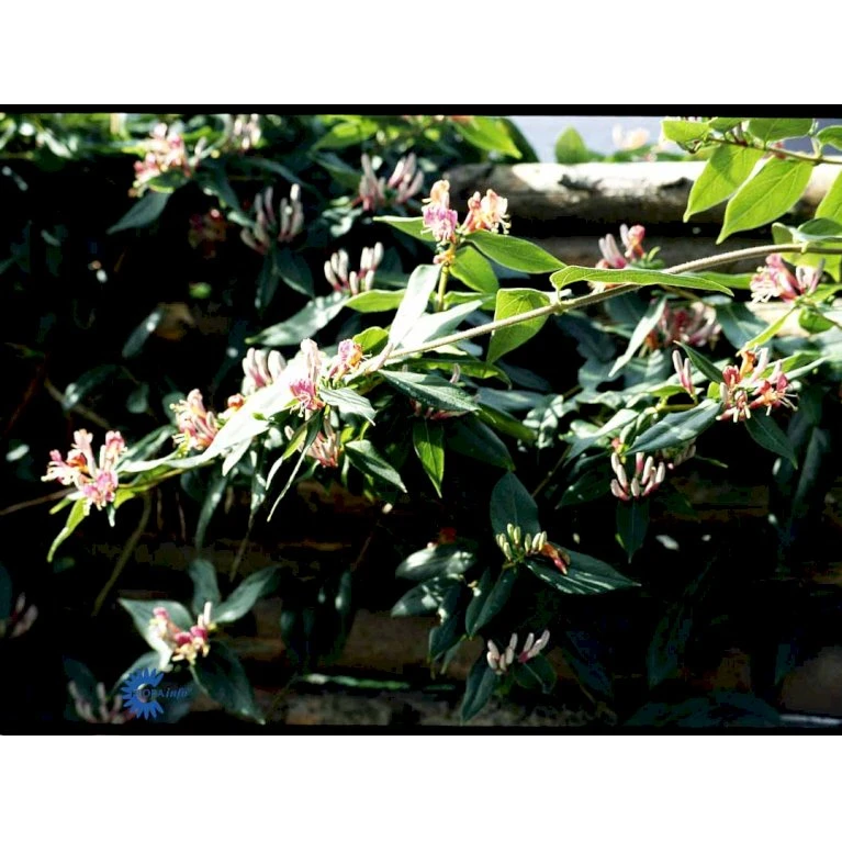 Stedsegrøn Kaprifolie Lonicera Henryi Potte 2,0 Liter,- Opbundet 7 Stedsegrøn Kaprifolie Lonicera Henryi Potte 2,0 Liter,- Opbundet - Billede 5