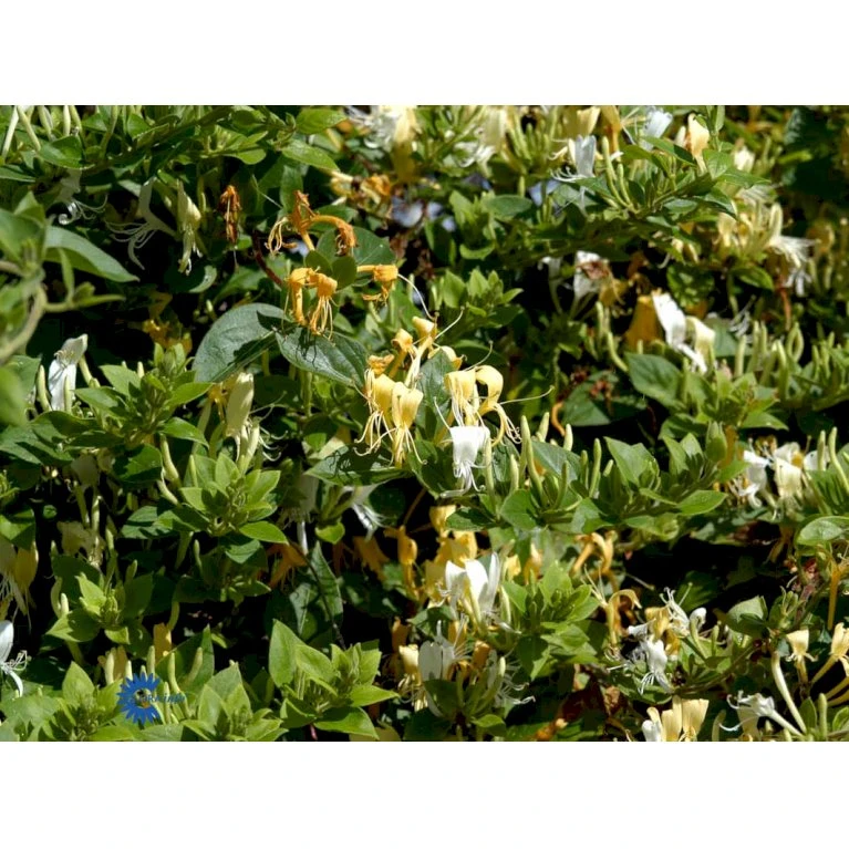 Japansk Kaprifolie 'Halliana' Lonicera Japonica 'Halliana' Potte 2,0 Liter,- Opbundet 5 Japansk Kaprifolie 'Halliana' Lonicera Japonica 'Halliana' Potte 2,0 Liter,- Opbundet - Billede 3