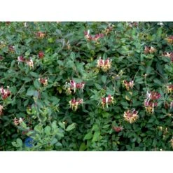 Almindelig Kaprifolia (Gedeblad) Lonicera Periclymenum Potte 2,0 Liter,- Opbundet -Siriu Planter Butik fi5954 lonicera periclymenum 5dbc