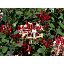 'Serotina' Lonicera Periclymenum 'Serotina' Potte 2,0 Liter,- Opbundet -Siriu Planter Butik fi5959 lonicera periclymenum serotina 6da1