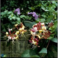 'Serotina' Lonicera Periclymenum 'Serotina' Potte 2,0 Liter,- Opbundet -Siriu Planter Butik fi5959 lonicera periclymenum serotina 81fc